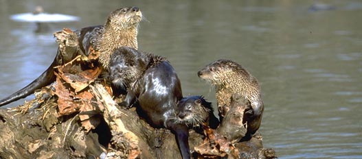 river otters