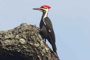 Pileated woodpecker